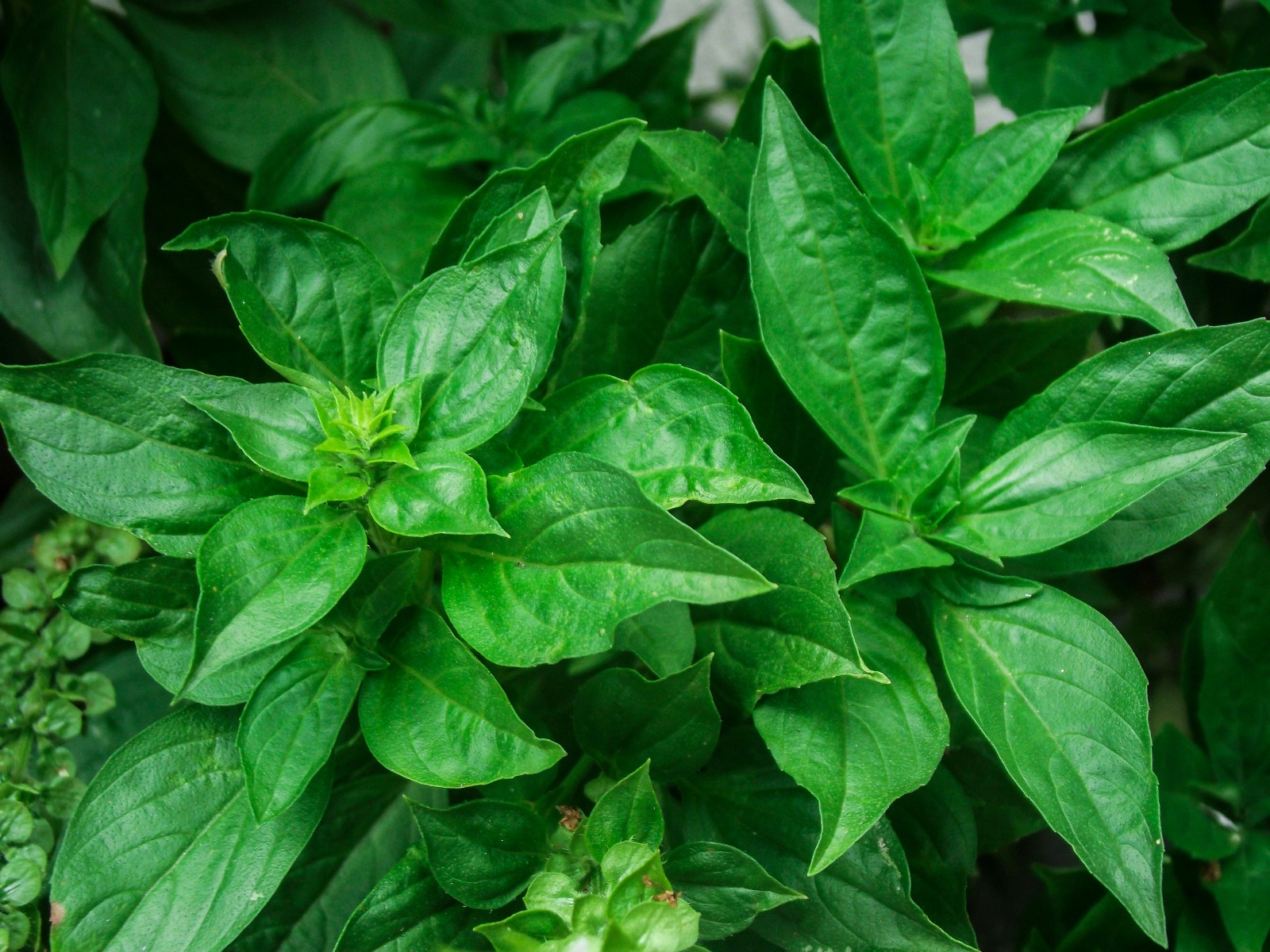 Basil