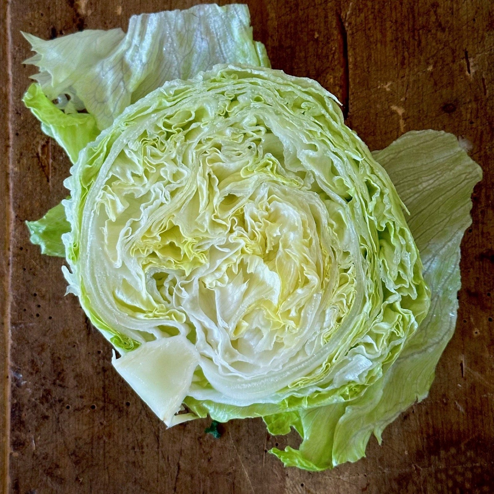 Iceberg Lettuce