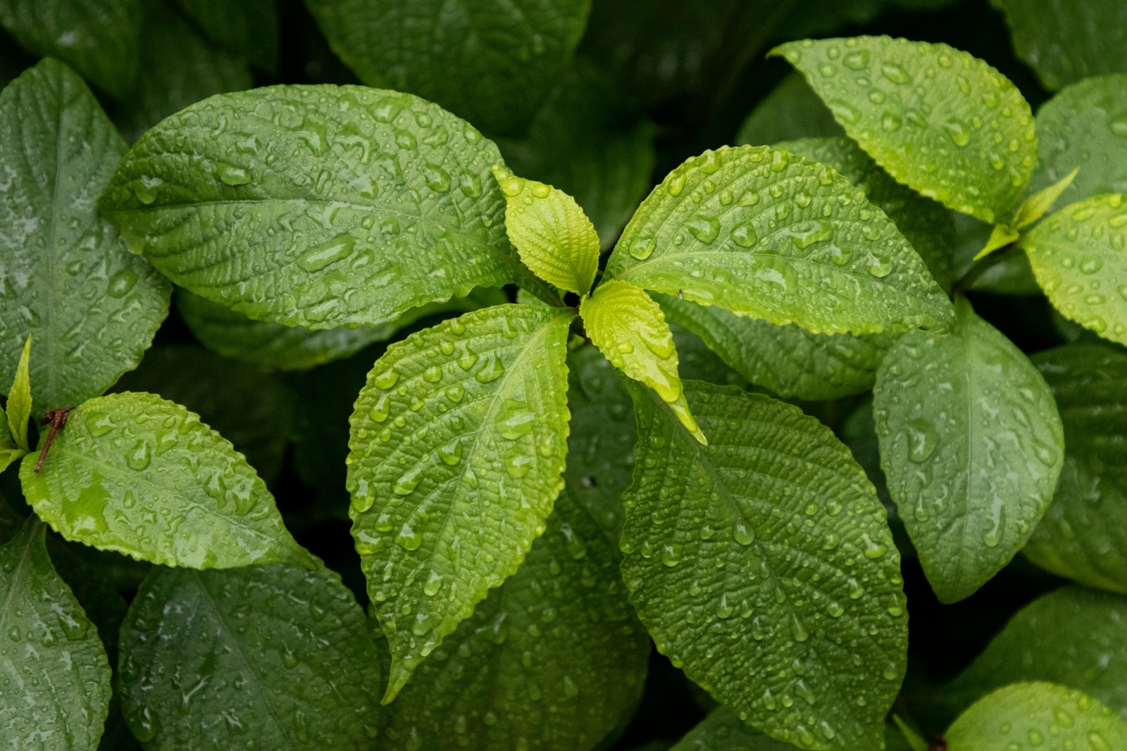 Mint