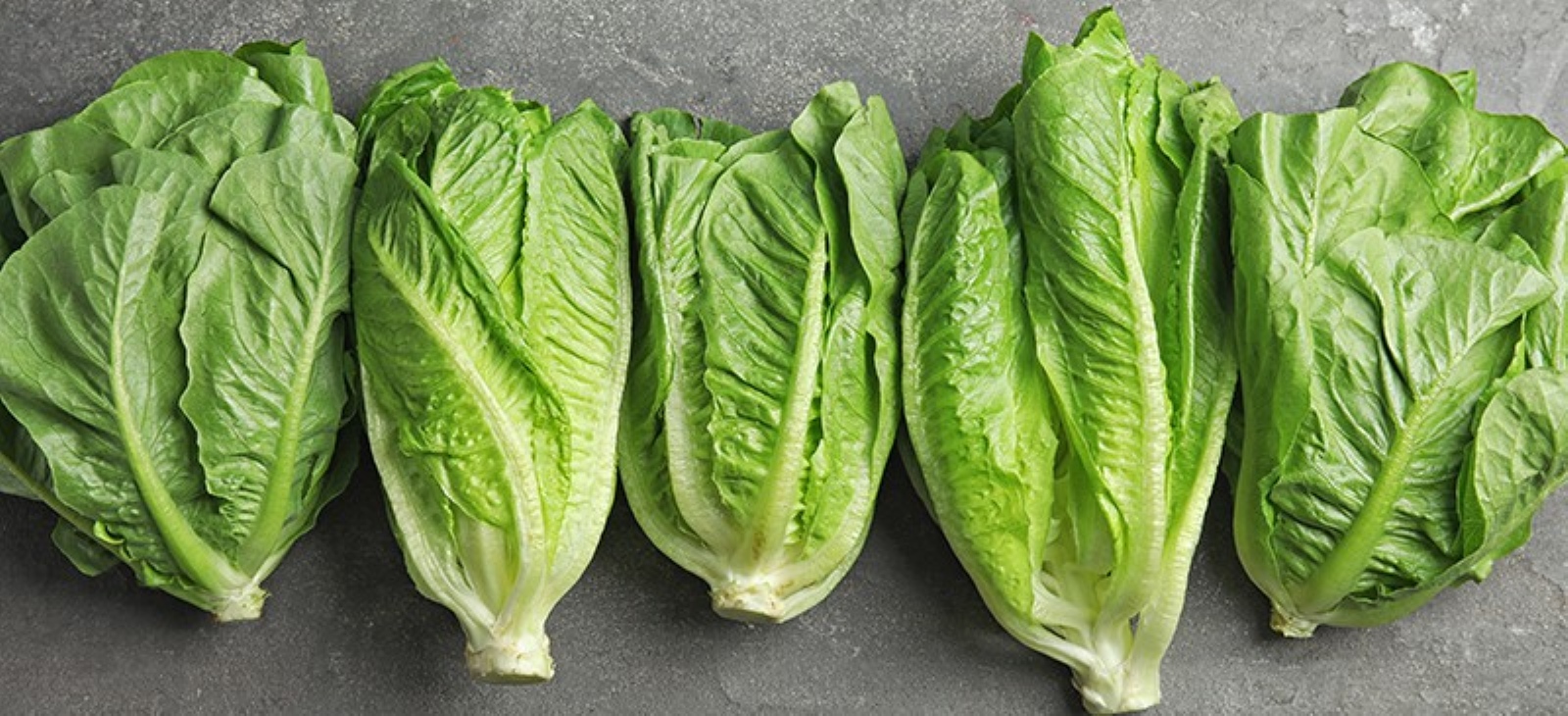 Romain Lettuce