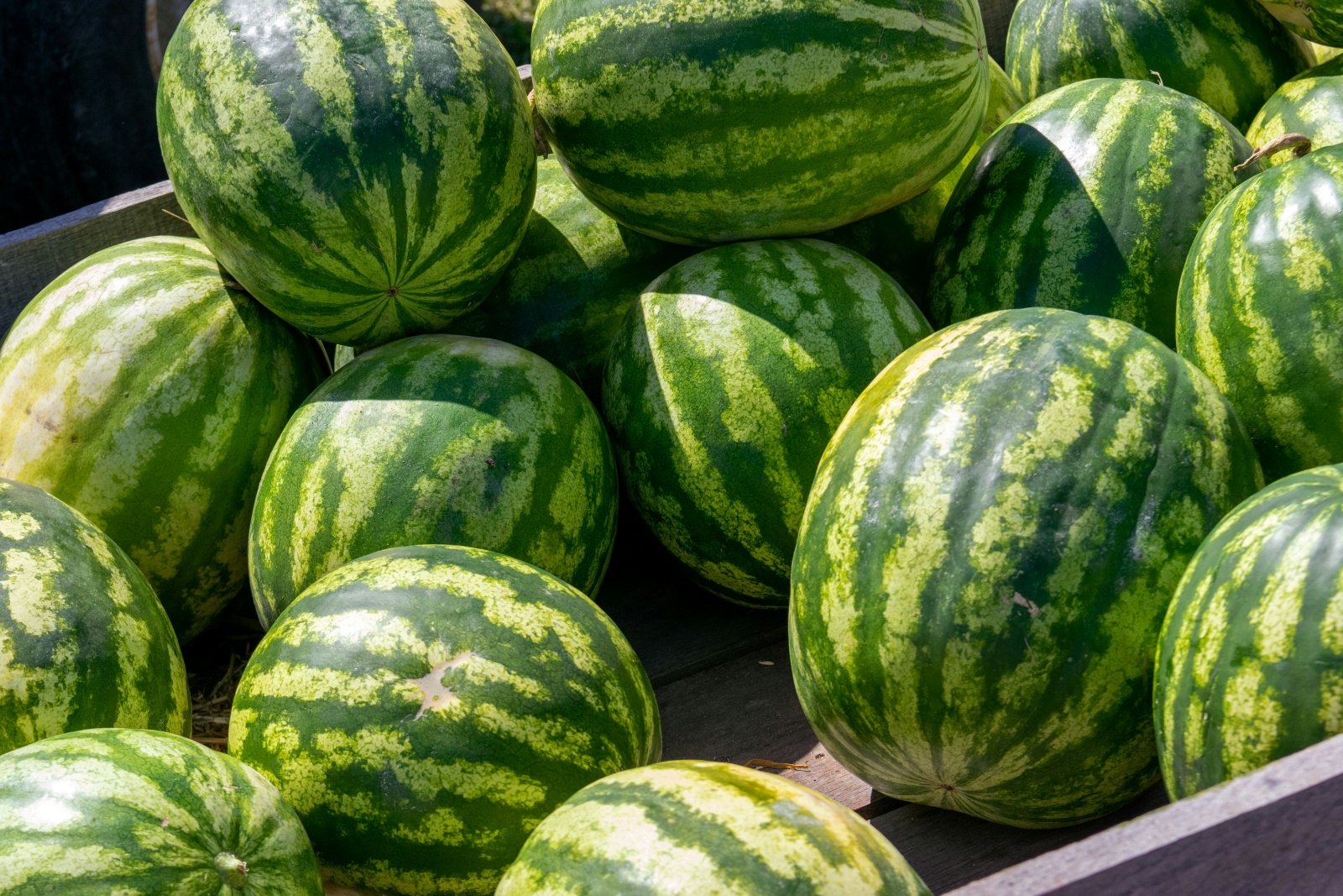 Watermelon