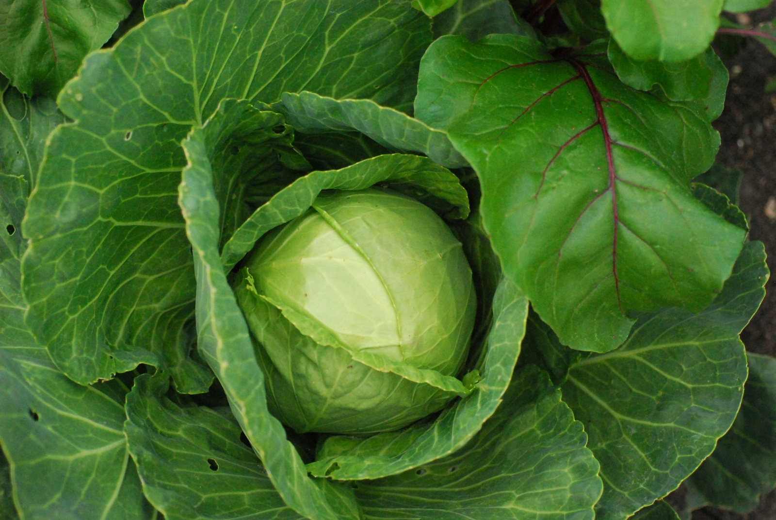Cabbage
