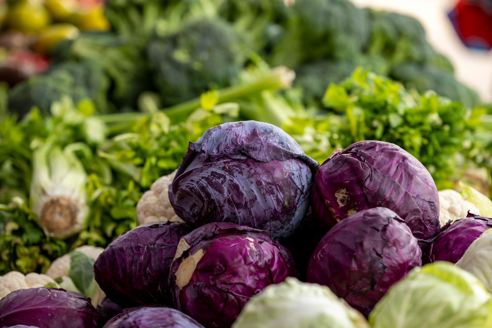 Cabbage