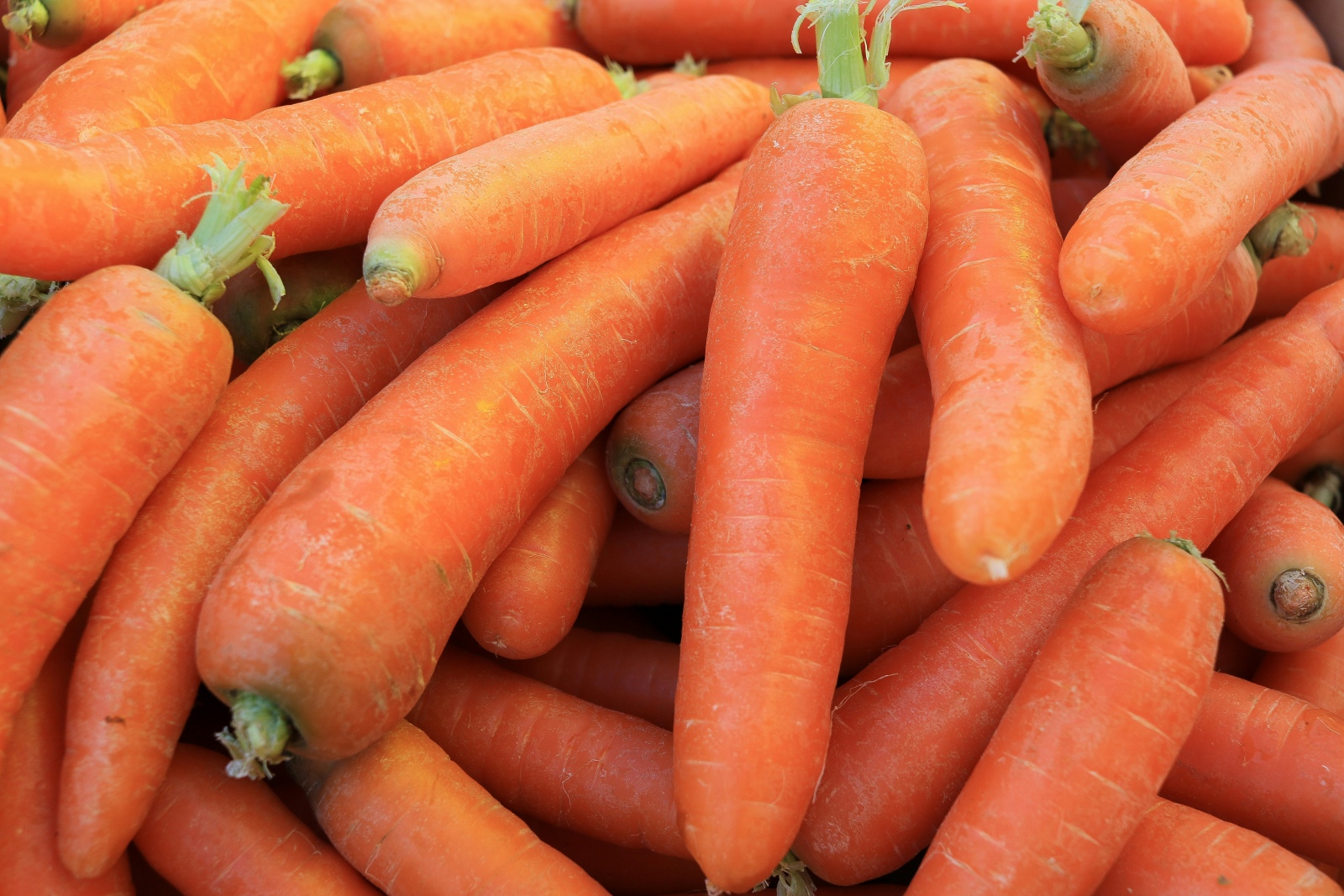 Carrots