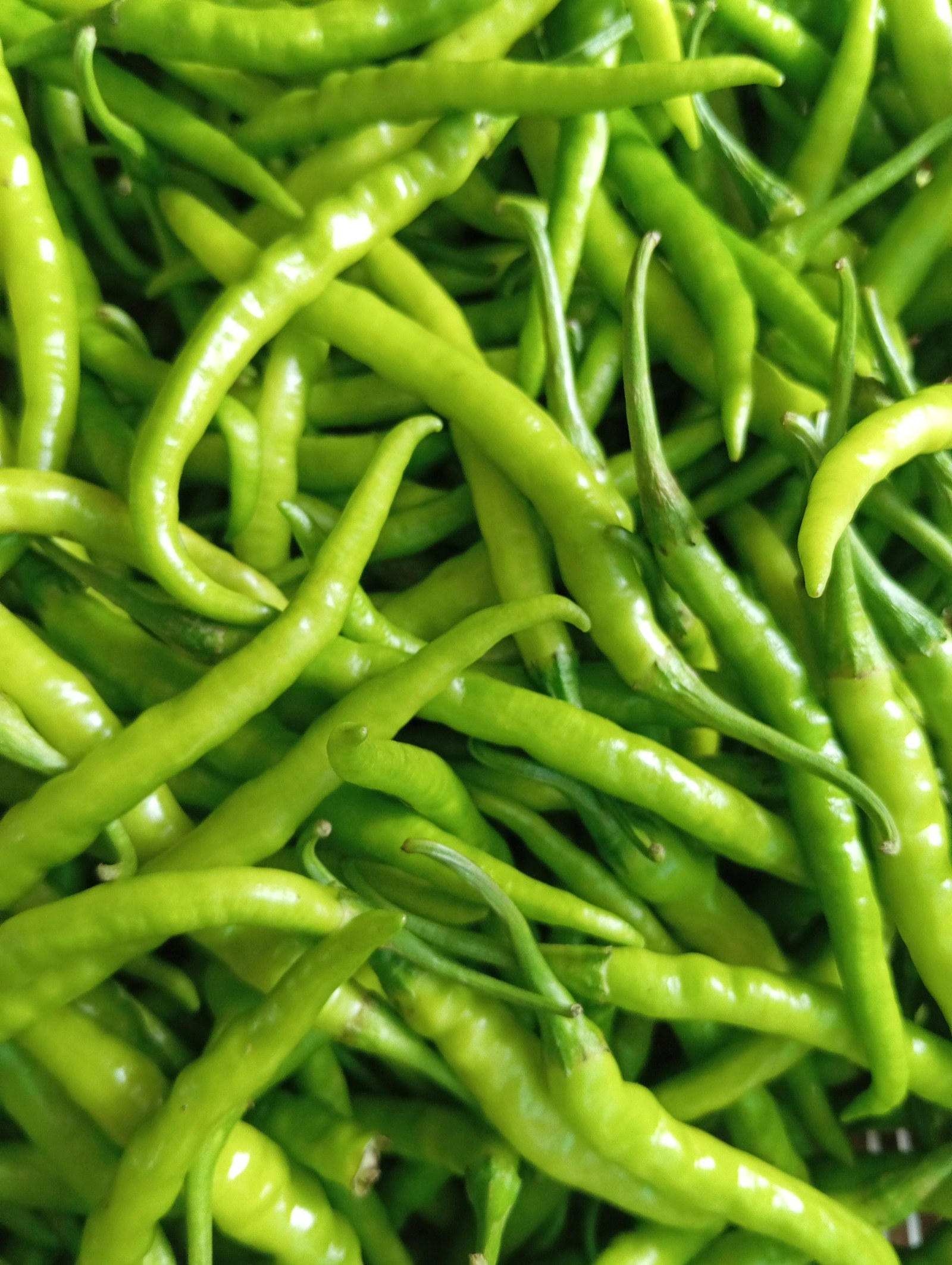 Green Chilli Pepper