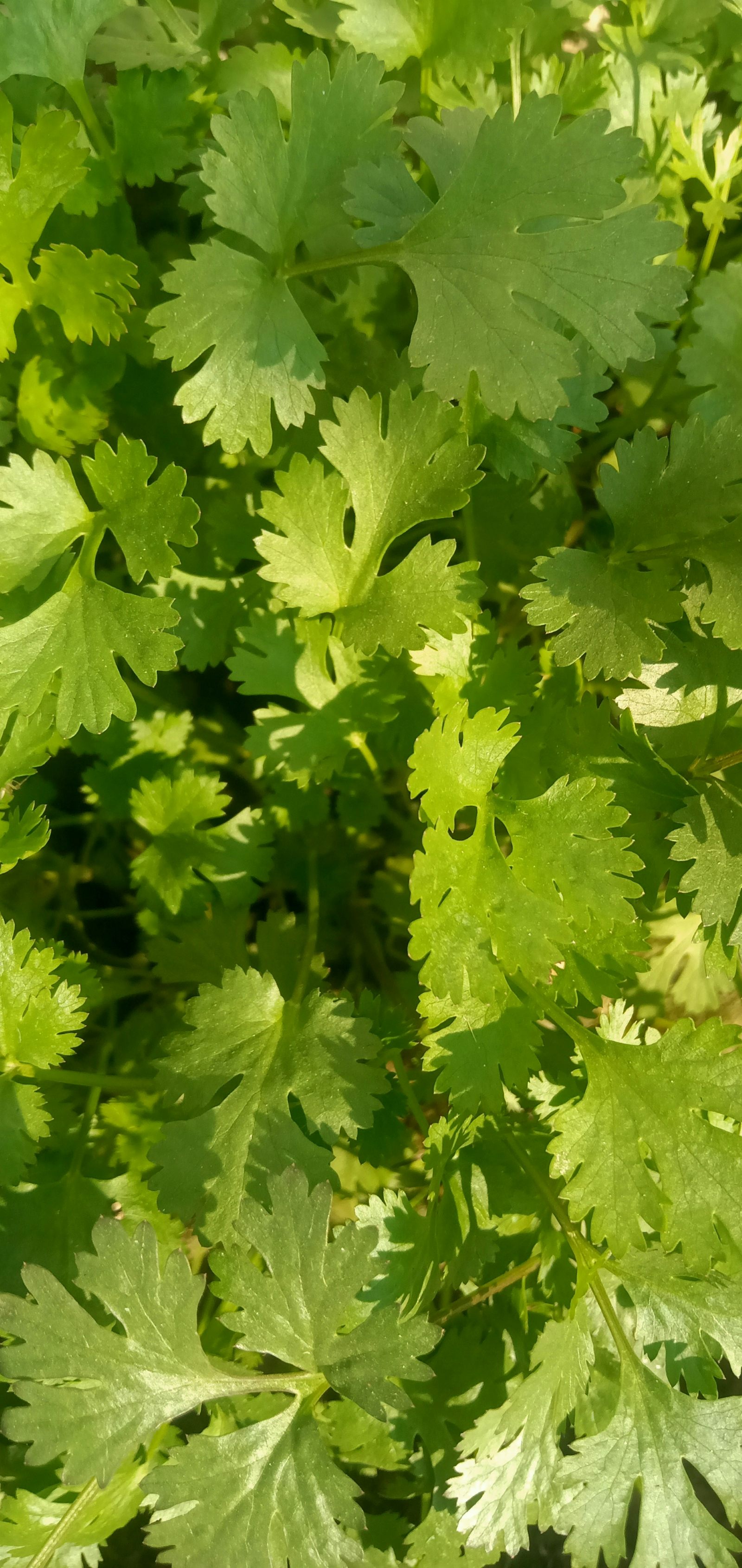 Coriander