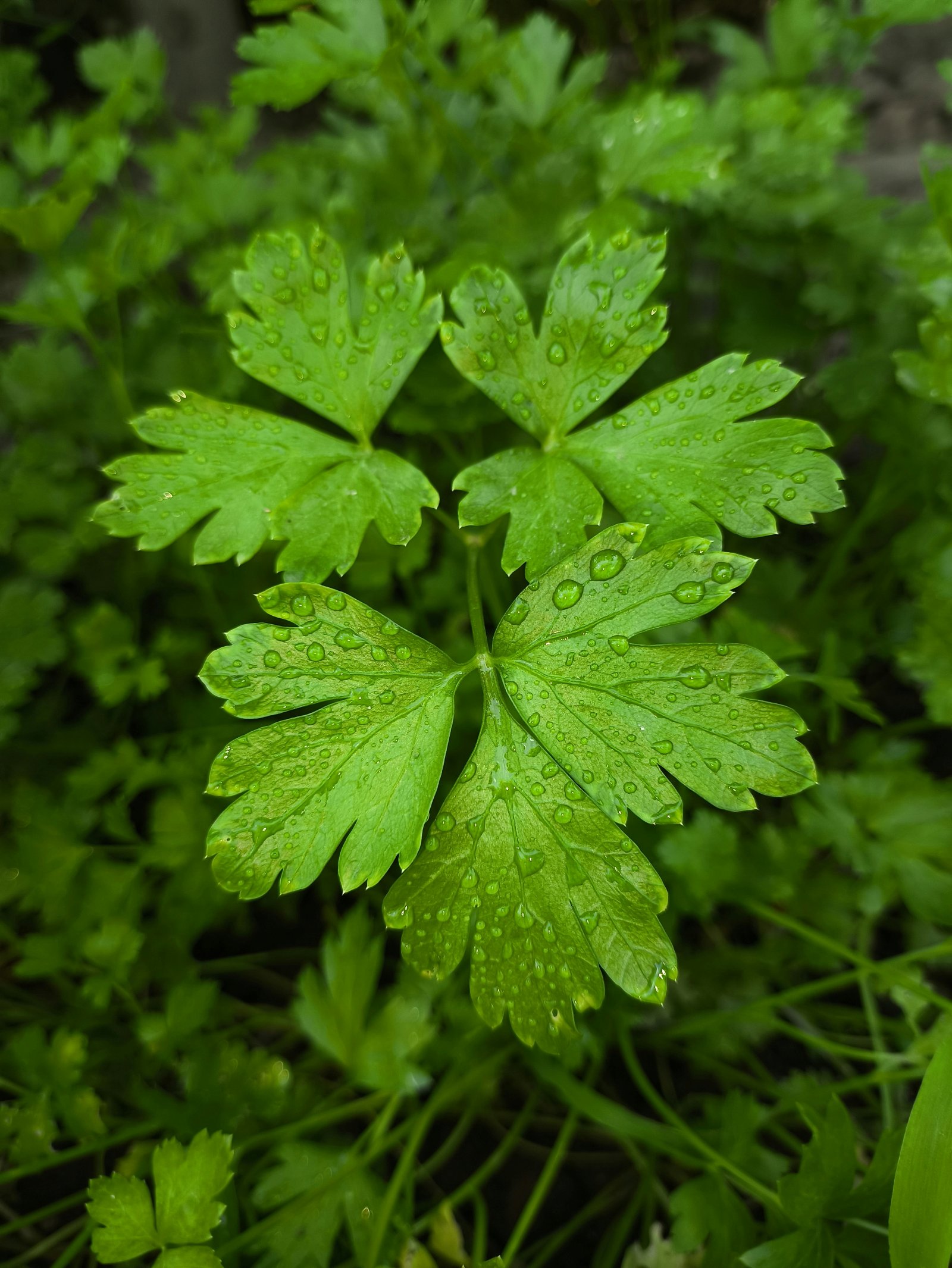 Coriander