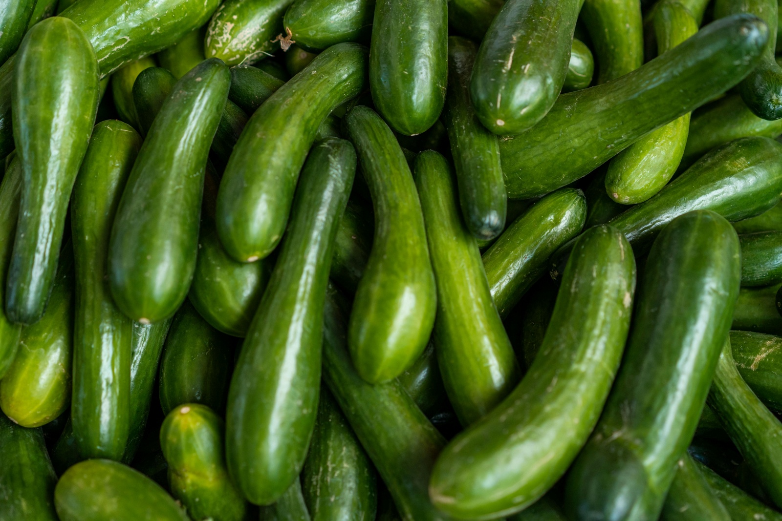 Cucumber