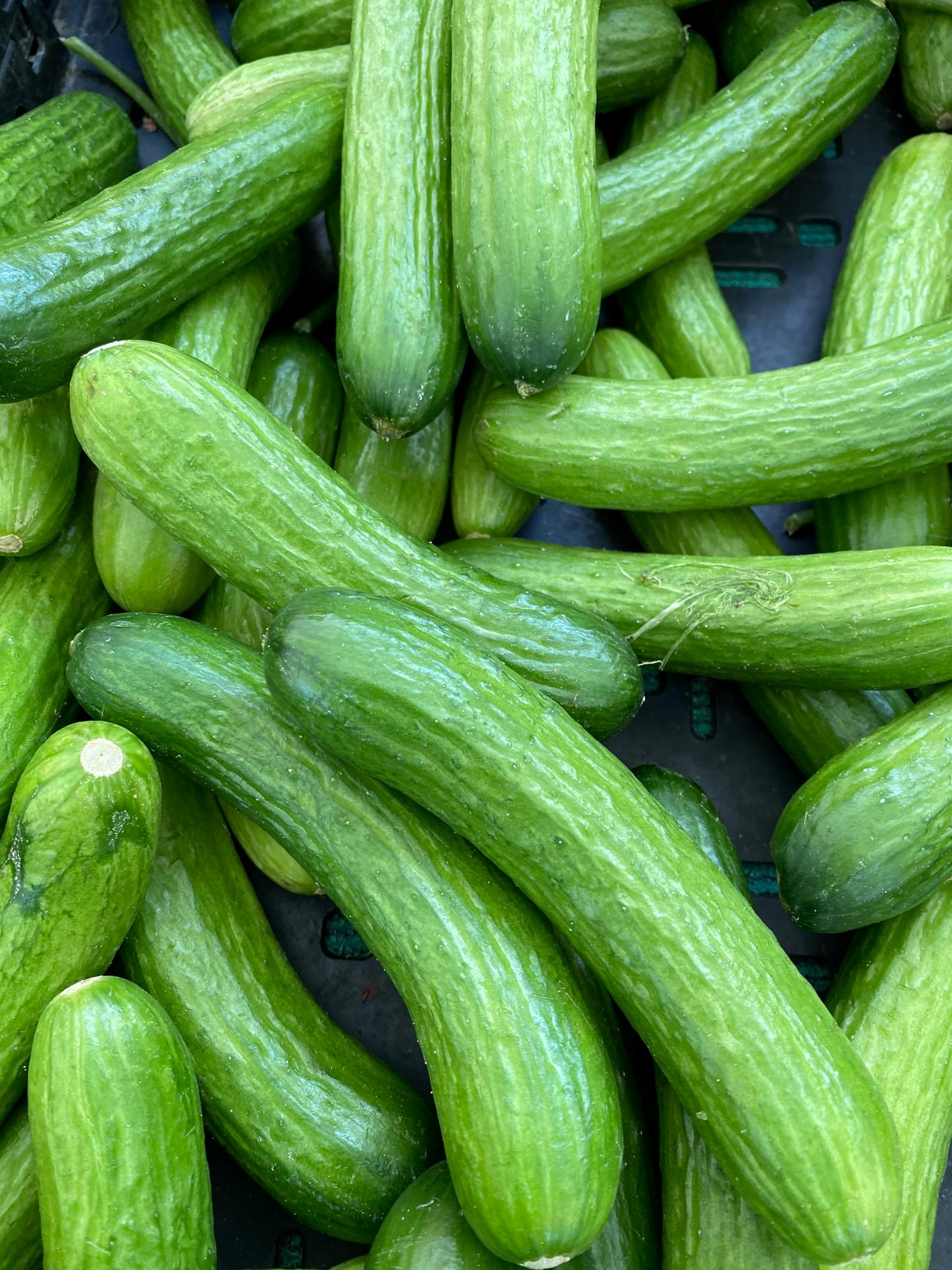Cucumber