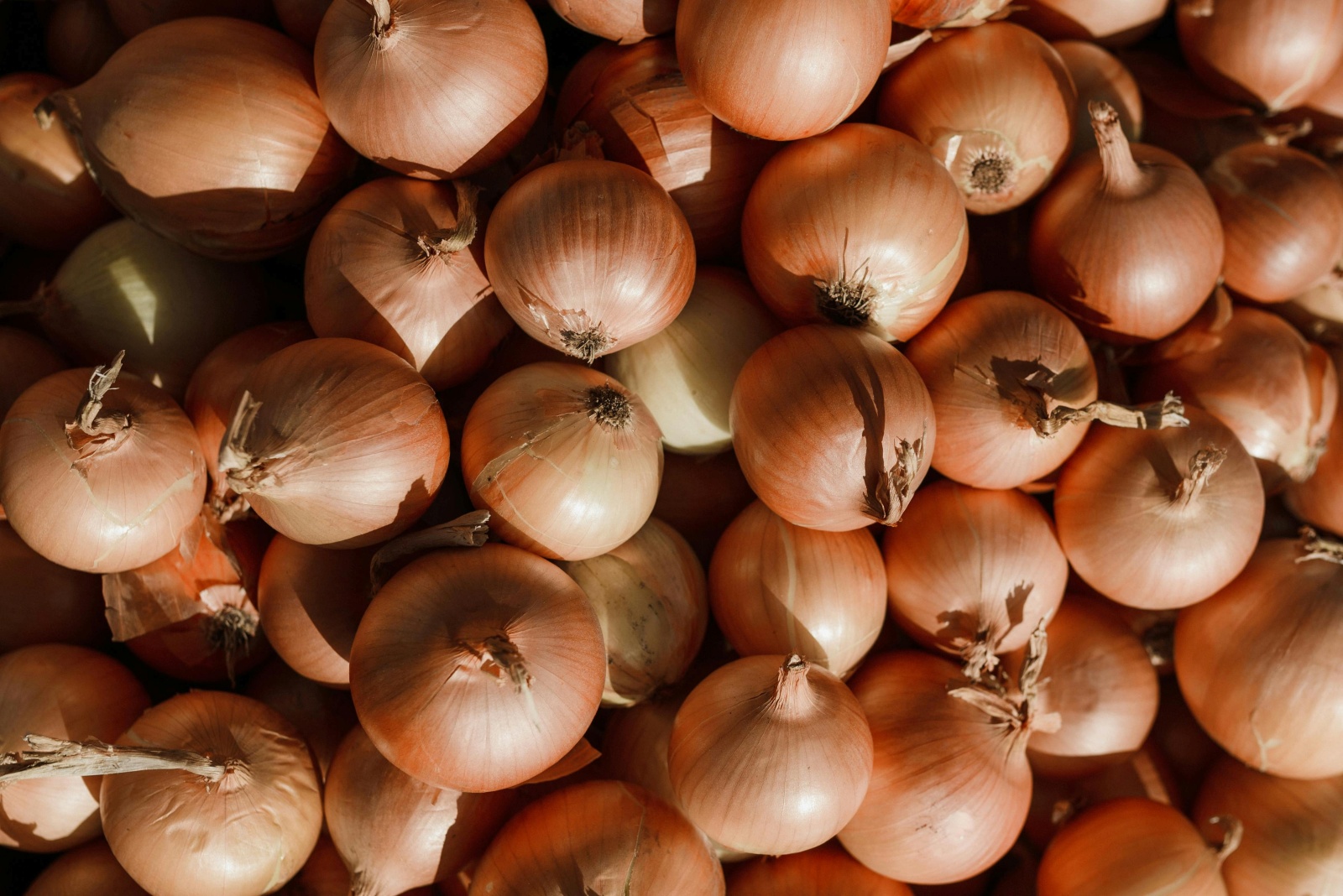 Onion (White & Red)