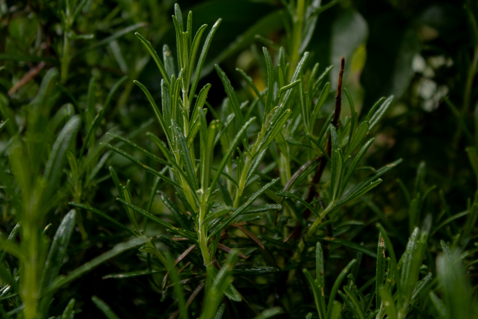 Rosemary