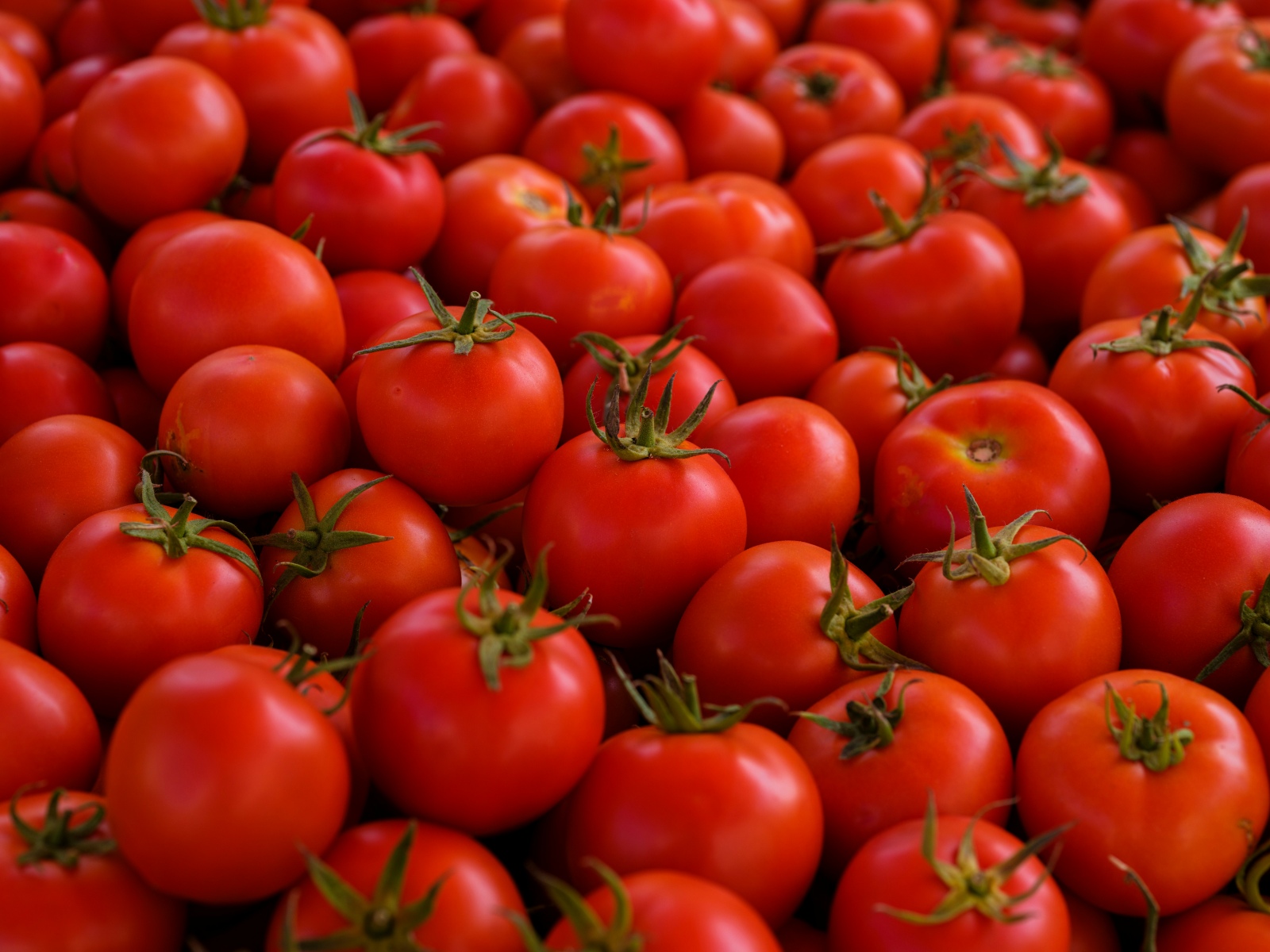 Tomatoes
